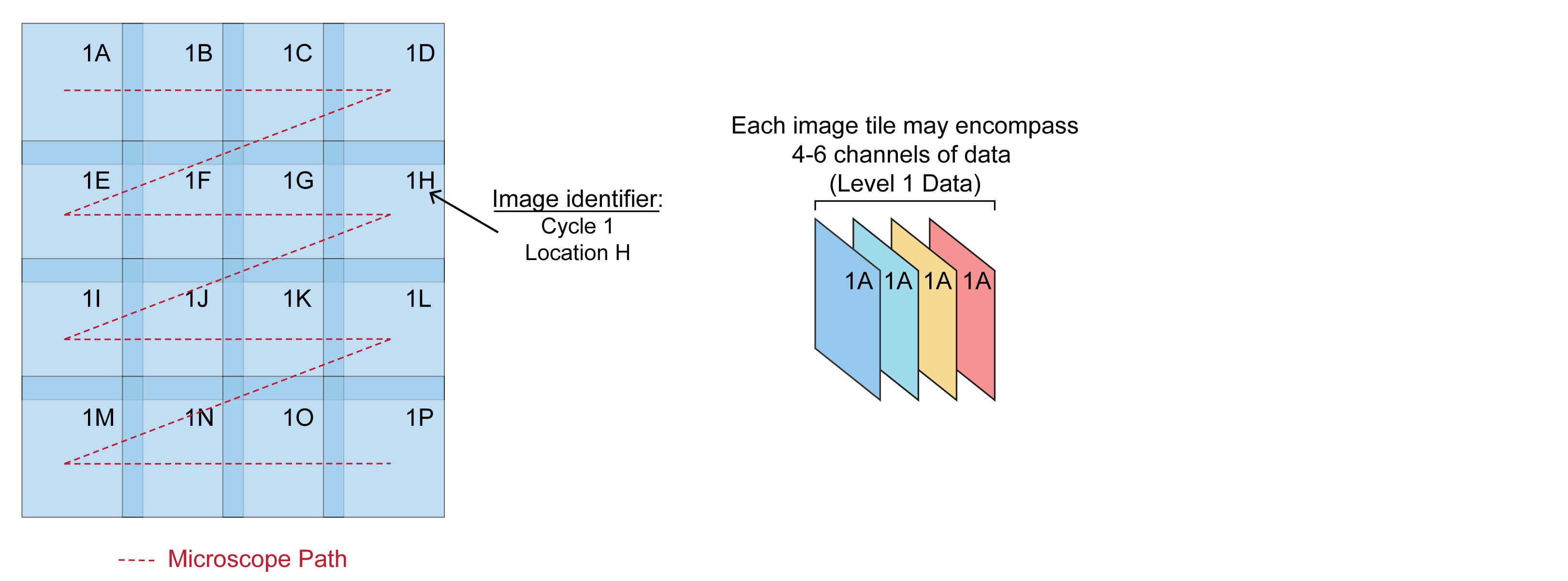 Grid of overlapping image tiles, with each tile labeled with a consecutive tile identifier that indicates the microscope path. Each tile corresponds to a multi-channel image, which may encompass 4-6 channels of data.