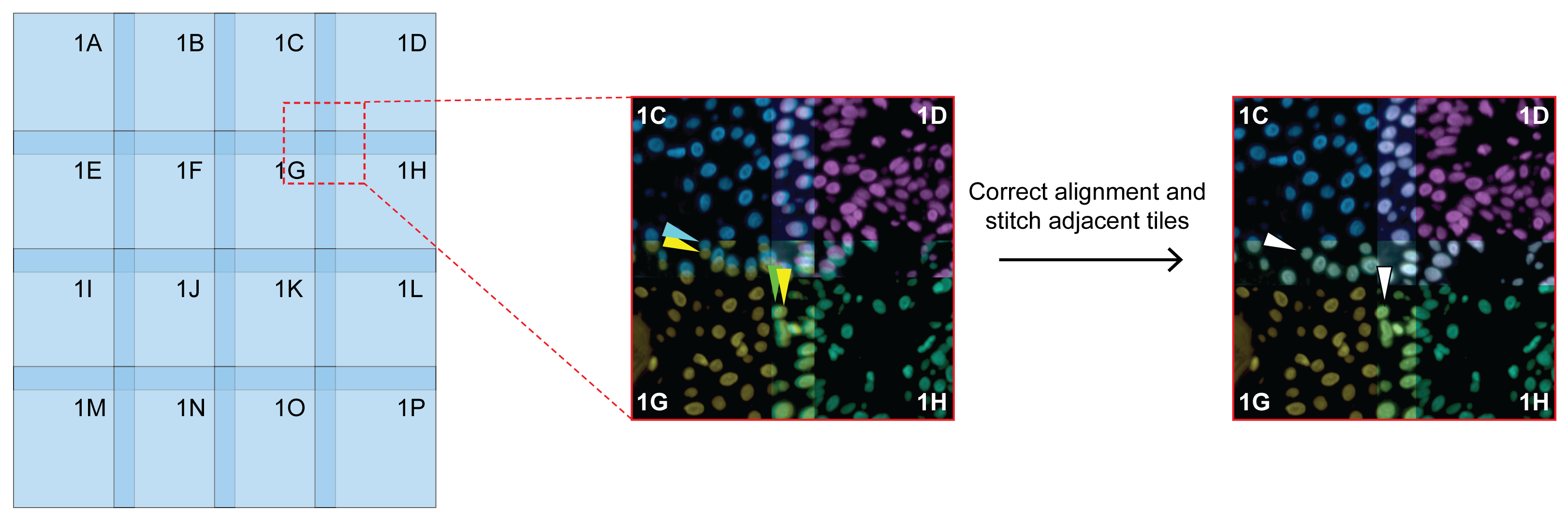 Grid of overlapping image tiles, with an inset that zooms into the region of overlap between 4 tiles. The first image in the inset shows that the original positions of the overlapped tiles are misaligned. The second image shows the corrected alignment, and final stitched image.