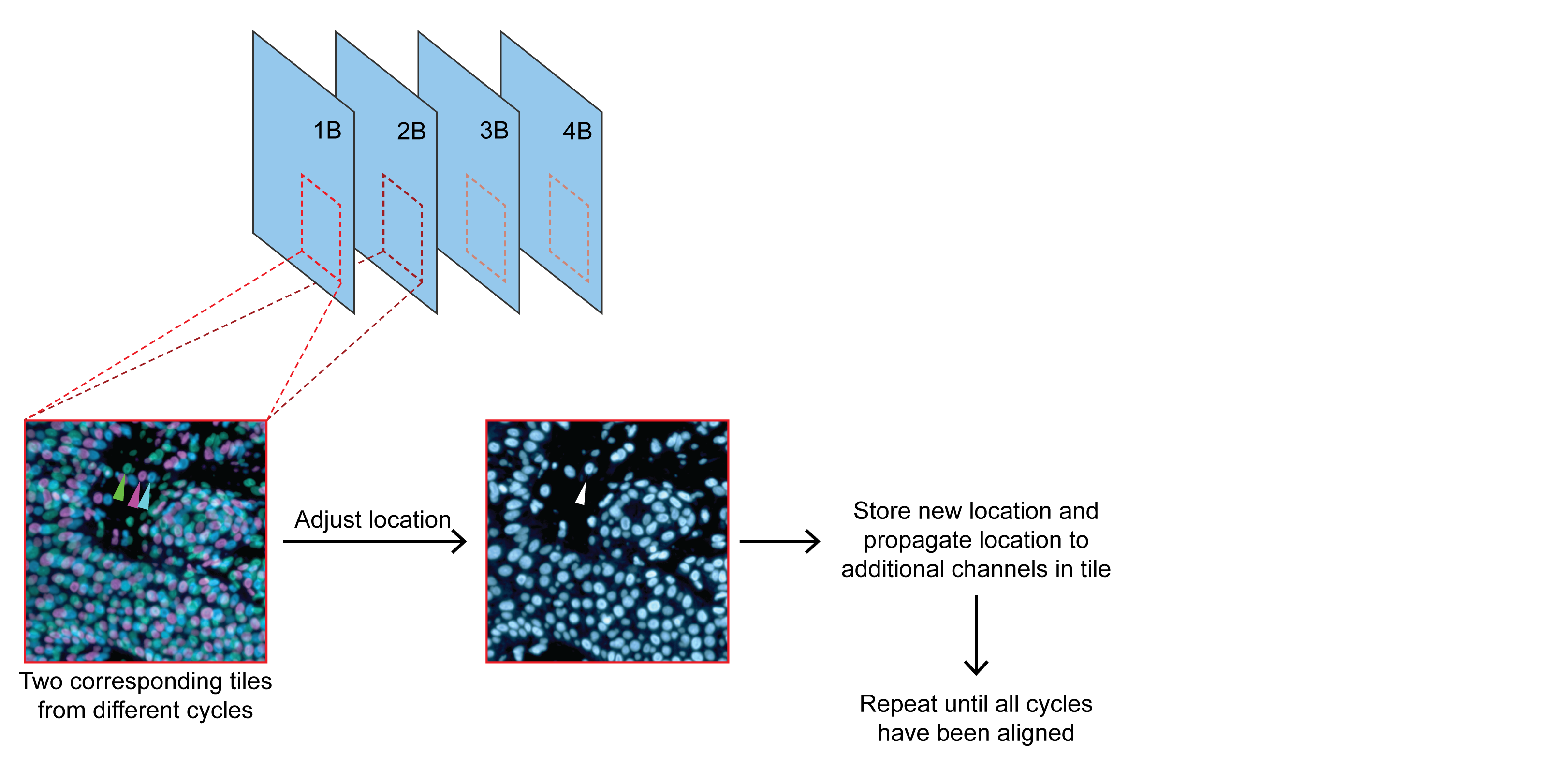 Top image shows several image tiles from different cycles that correspond to the same position within the sample. An inset shows the overlapping region between the first and second cycle of imaging in one region. The first image of the inset shows misalignment. The second image shows the corrected alignment with altered positions. This altered position is then saved and propagated to other channels within the image tile. This process is repeated for each subsequent image in the cycle.
