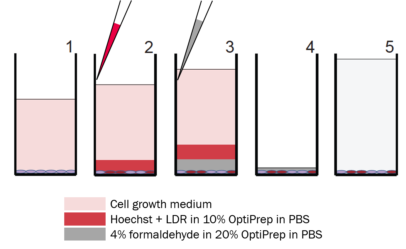 Dye drop experiment overview