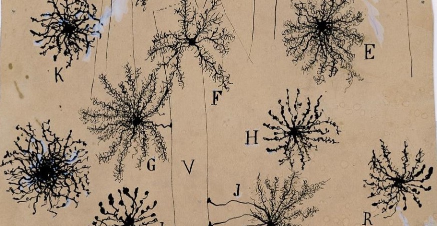 Image of neuron drawing by Santiago Ramón y Cajal
